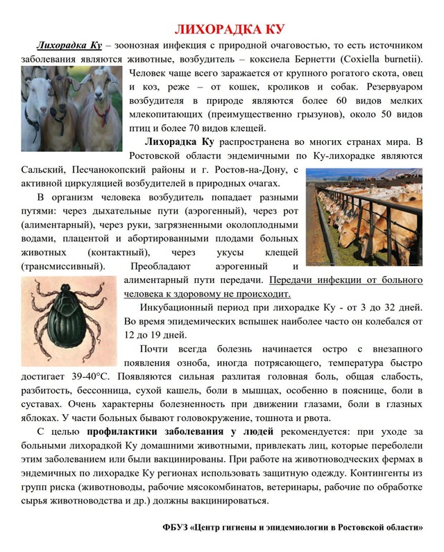 lihoradka 1106